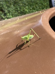 Paracyrtophyllus robustus