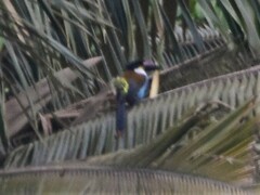 Andigena nigrirostris