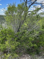 Forestiera reticulata