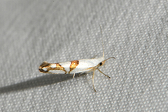Argyresthia oreasella