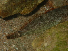 Cottus