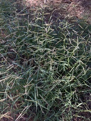 Bouteloua barbata rothrockii