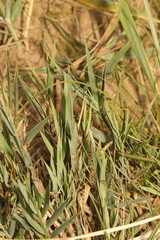 Sporobolus anglicus