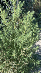 Bassia scoparia