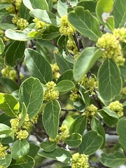 Forestiera reticulata