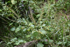 Ocimum