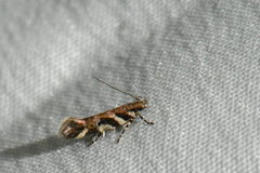 Aristotelia roseosuffusella