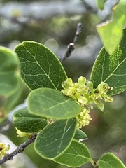 Forestiera reticulata