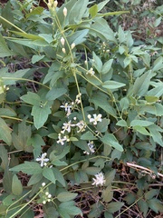 Clematis ligusticifolia