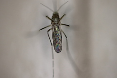 Aedes vexans
