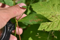 Symphyotrichum ciliolatum