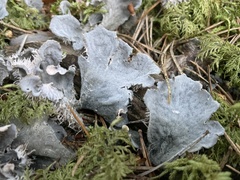 Peltigera canina