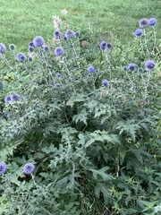 Echinops bannaticus