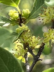 Forestiera reticulata