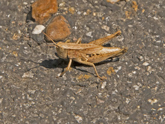 Dichromorpha viridis