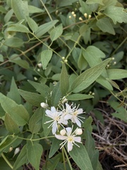 Clematis ligusticifolia