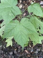 Rubus odoratus
