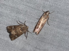 Lacinipolia stricta