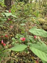 Euonymus verrucosus