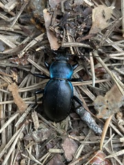 Carabus violaceus