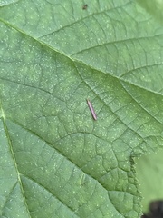 Graphocephala coccinea