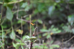 Aethriamanta brevipennis