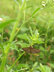 Herpetogramma licarsisalis