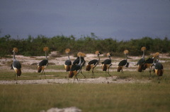 Balearica regulorum