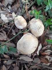 Fungi
