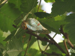 Argynnis pandora