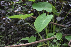 Colocasia