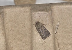 Agriphila geniculea