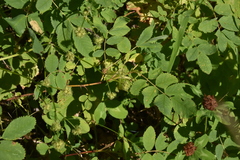 Sanicula marilandica