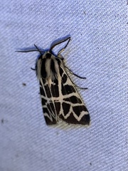 Apantesis nevadensis