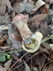 Fungi