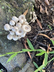 Leucocoprinus cepistipes