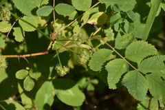 Sanicula marilandica
