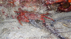 Crustacea
