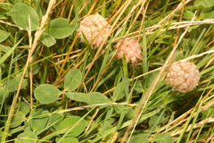 Trifolium fragiferum