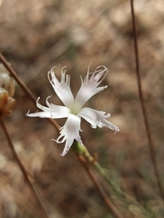 Dianthus broteri