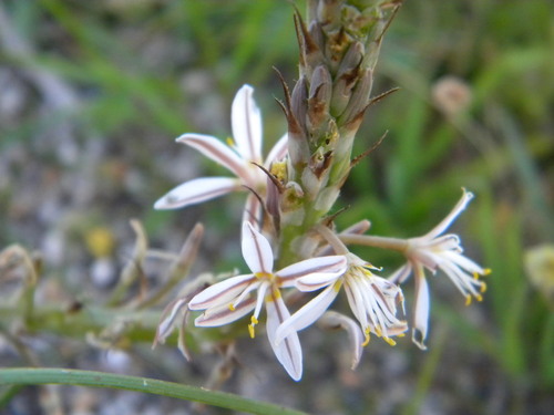 Image of Common Capespinach (Trachyandra ciliata) by no rights reserved