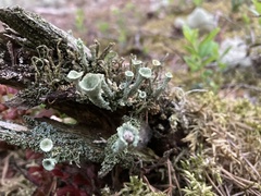 Cladonia pyxidata