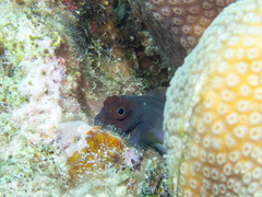 Ophioblennius macclurei