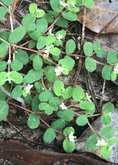Euphorbia cordifolia