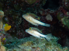 Canthigaster rostrata