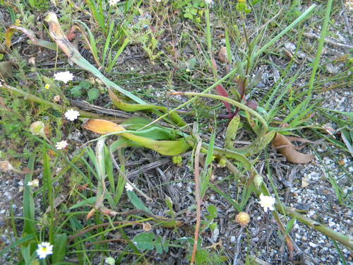 Image of Common Capespinach (Trachyandra ciliata) by no rights reserved