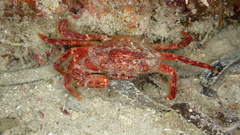 Crustacea