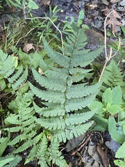 Dryopteris marginalis