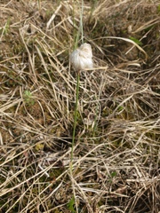 Eriophorum chamissonis