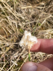 Eriophorum chamissonis